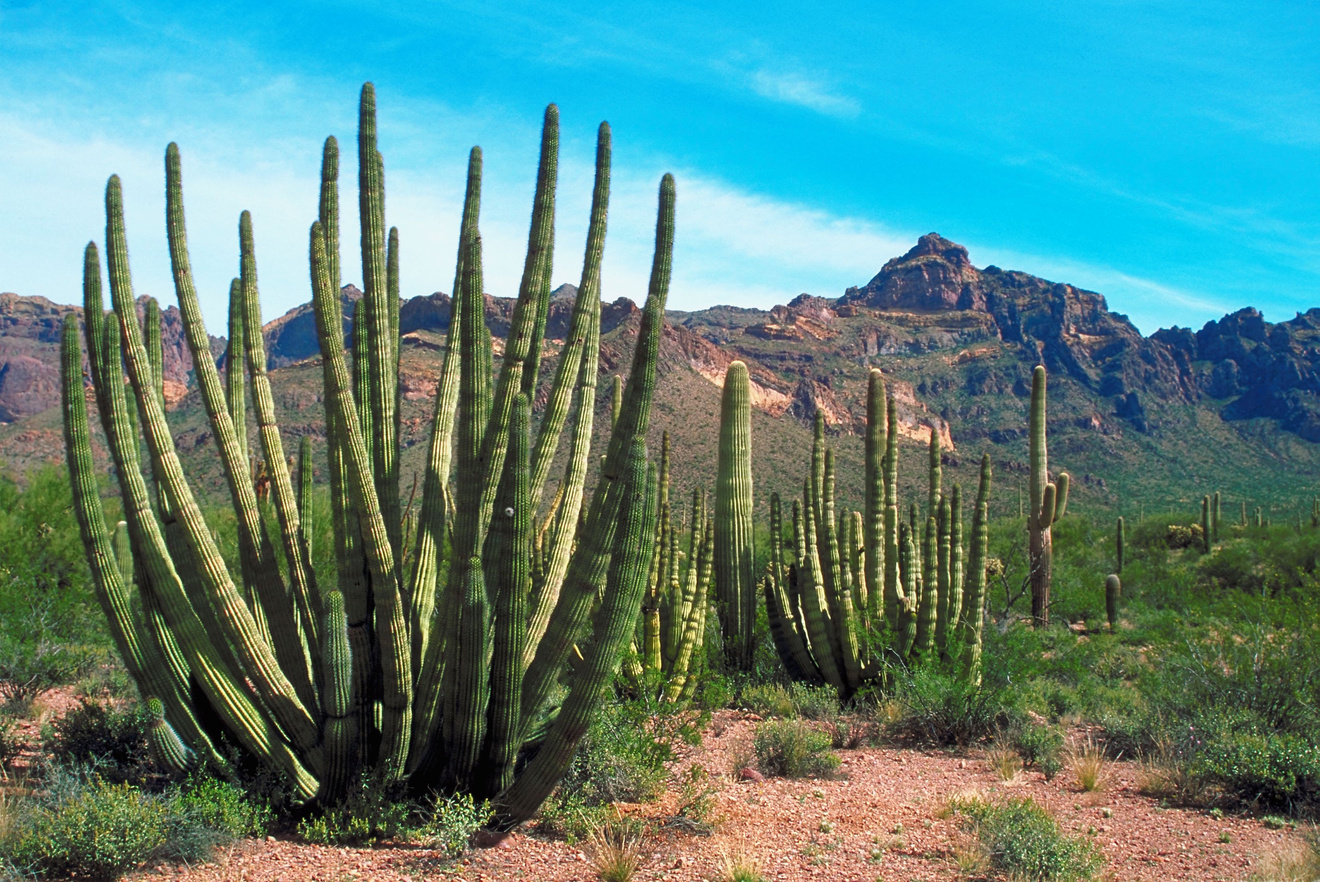 Cacti in desert, Arizona, USA